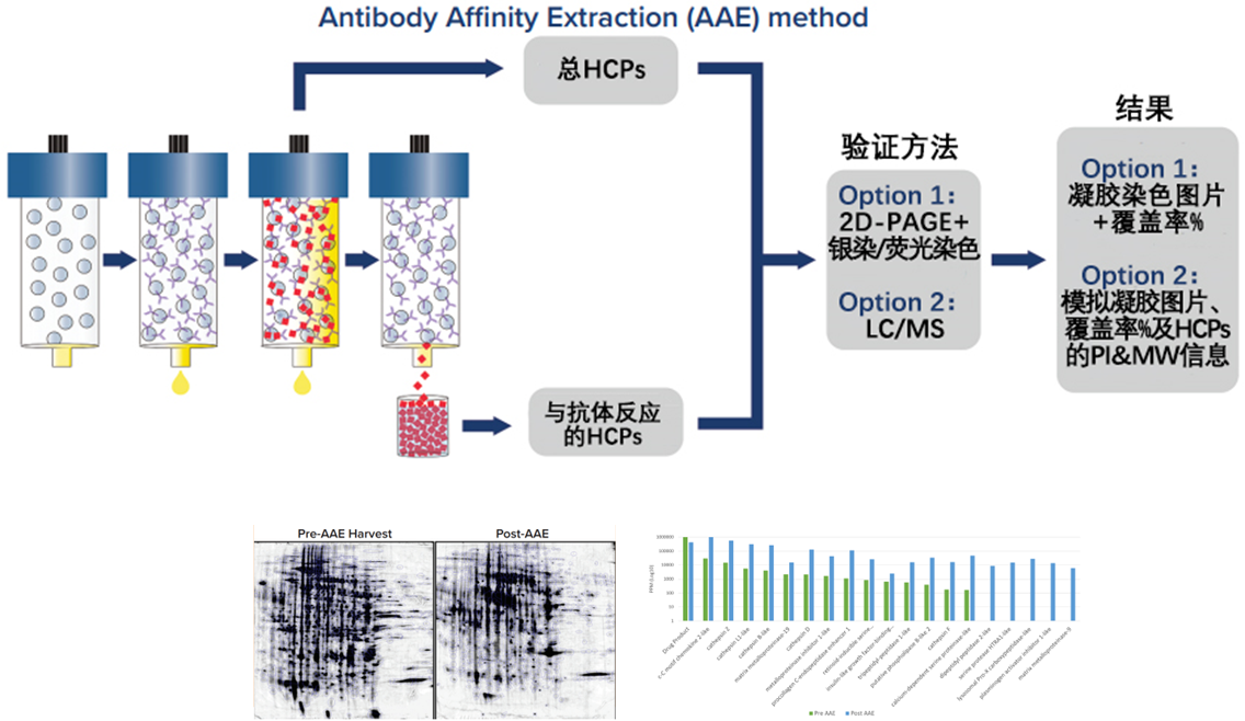 抗體親和提取(AAE?)：革新宿主細胞蛋白(HCPs)分析的新篇章